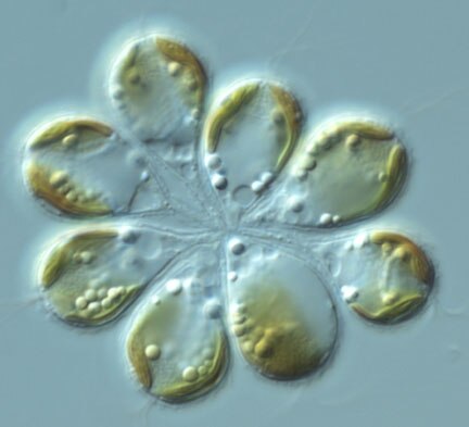 CCMP854 | NCMA at Bigelow Laboratory